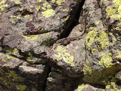 Archaeolacerta bedriagae