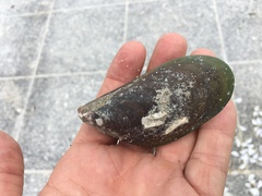 Perna viridis