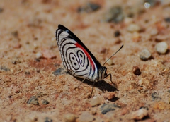 Diaethria