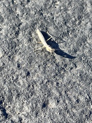 Litaneutria ocularis