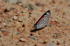 Diaethria