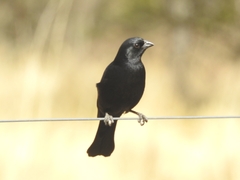 Molothrus rufoaxillaris