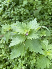 Lamium hybridum