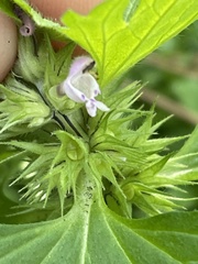 Lamium hybridum