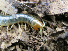 Cormocephalus