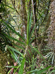 Freycinetia