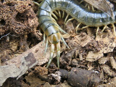 Cormocephalus