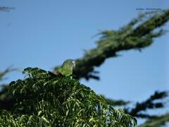 Thectocercus acuticaudatus