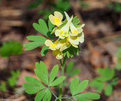 Corydalis bracteata