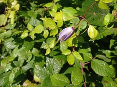 Clematis alpina
