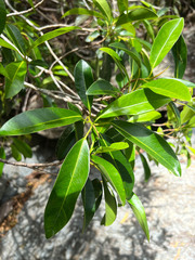 Ficus obliqua