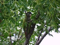 Thectocercus acuticaudatus