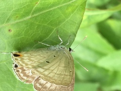 Catochrysops strabo strabo