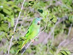 Thectocercus acuticaudatus