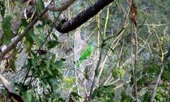 Thectocercus acuticaudatus