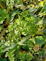 Conium maculatum