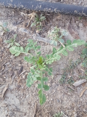 Taraxacum officinale