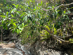 Ficus obliqua