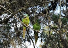 Thectocercus acuticaudatus