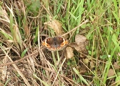 Junonia orithya wallacei