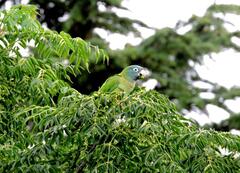 Thectocercus acuticaudatus