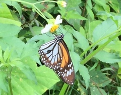 Danaus melanippus hegesippus