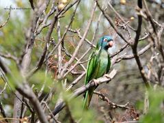 Thectocercus acuticaudatus