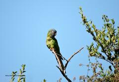 Thectocercus acuticaudatus