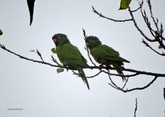 Thectocercus acuticaudatus