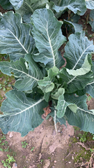 Brassica oleracea