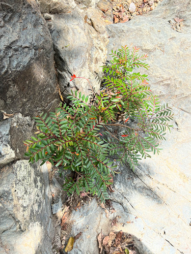 Phyllanthus bourgeoisii observed 2022-10-18