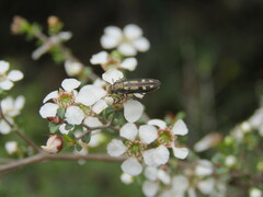 Castiarina crocicolor