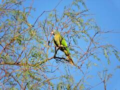 Thectocercus acuticaudatus