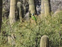 Thectocercus acuticaudatus