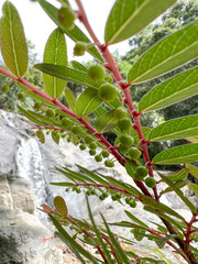 Phyllanthus bourgeoisii