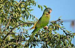Thectocercus acuticaudatus