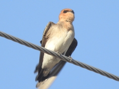 Alopochelidon fucata