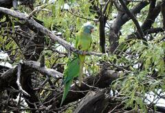 Thectocercus acuticaudatus