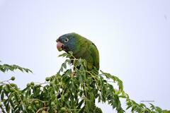 Thectocercus acuticaudatus