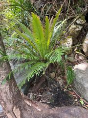 Blechnum gibbum