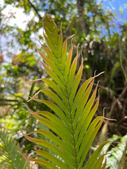 Blechnum gibbum