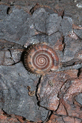 Helicodonta obvoluta