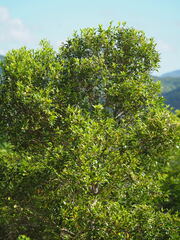 Decaspermum gracilentum