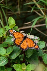 Danaus erippus