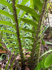 Blechnum gibbum