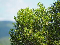 Decaspermum gracilentum