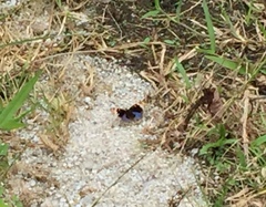 Junonia orithya wallacei