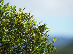 Decaspermum gracilentum