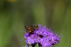 Hesperia meskei straton