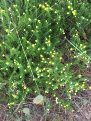 Chrysocoma coma-aurea